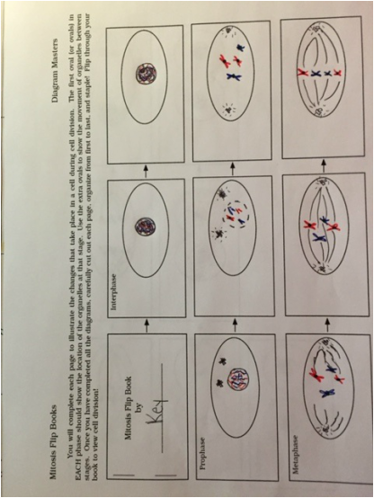 mitosis flip book diagram masters answers