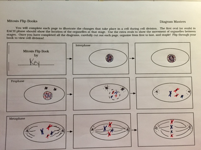 mitosis flip book answers diagram masters